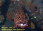 Grouper 01tc Coral Trout 3207 copy