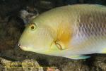 Wrasse 02t Unidentified Tuskfish 0692