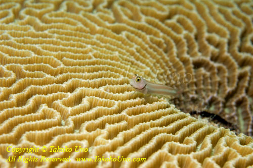 Blenny 10tc 4882 copy