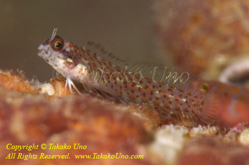 Blenny 12tc 3322 copy