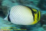 Butterflyfish 04tc 4869 copy