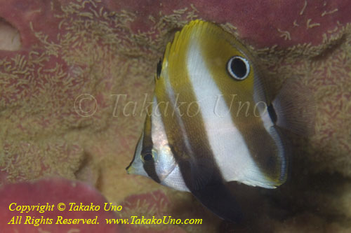 Butterflyfish 08tc 3414 copy