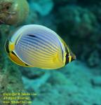 Butterflyfish 06tc 4878 copy