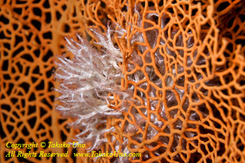 Coral 05tc 4694 copy