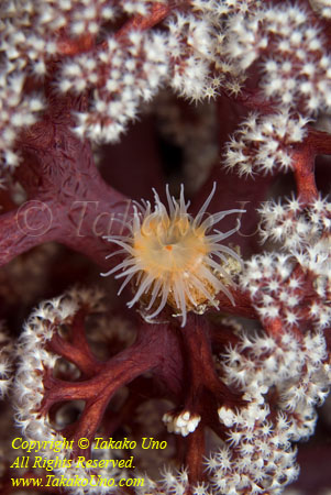 Anemone 01t amidst Soft Coral 4334