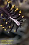 Cling fish 01tc One-stripe Featherstar 0223