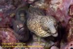 Eel 03tc Moray, 3 species 4394 copy