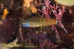 Blenny 01tc Tailspot Combtooth 0201