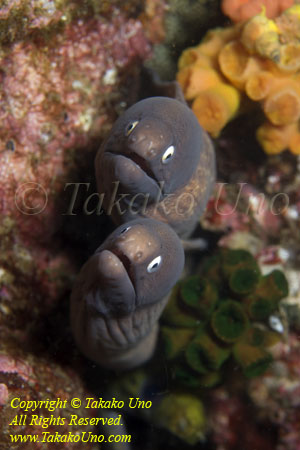 Eel 10tc 3932 copy