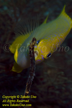 Damsel 02t aerating eggs 3064 copy