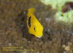 Blenny 05tc Black juvenile with parasite 0354