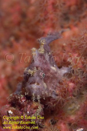 Frogfish 02t Freckle 3521 copy