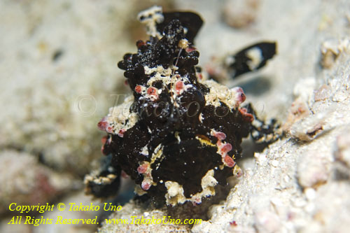 Frogfish 08tc 4824 copy