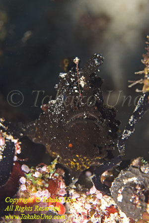 Frogfish 06tc 4800 copy