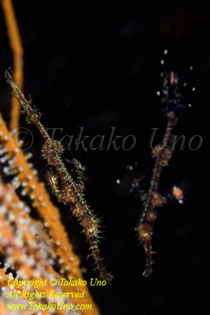 Ghost Pipefish 05tc 3792 copy