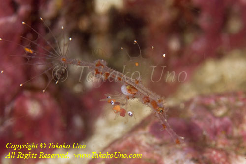 Ghost Pipefish 01tc 3496 copy