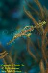 Ghost Pipefish 02tc 4470 copy