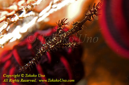 Ghost Pipefish 03tc 4685 copy