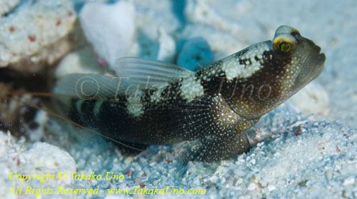 Goby 03tc 2908 copy