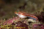 Goby w parasite? 10tc 4706