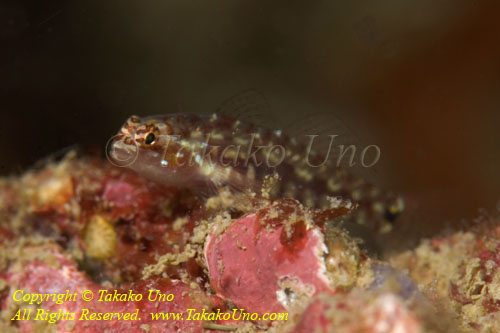 Goby 14tc 3325 copy