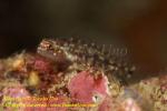 Goby 14tc 3325 copy