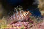 Hawkfish yg 01tc 3905