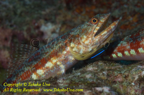 Lizardfish 01tc 3037 copy