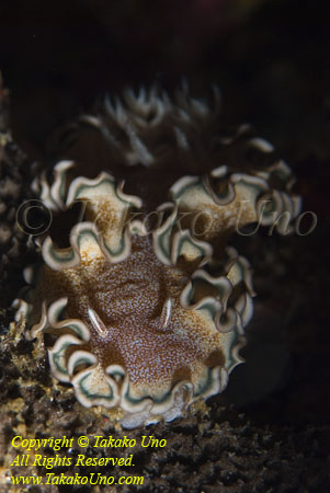 Nudi 01t 2919 copy