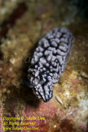 Nudi 29tc 4549 copy