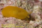 Nudi 21tc 3429 copy