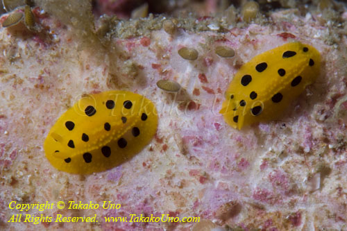 Nudi 22tc 3437 copy