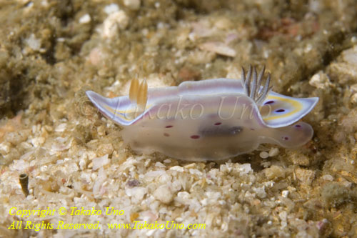 Nudi 39tc 4248 copy