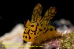 Nudi 84tc Thecacera sp 4844 copy