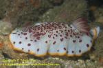 Nudi 54tc 3275 copy