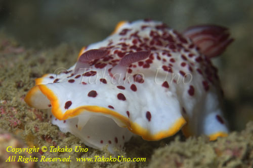 Nudi 53tc 3294 copy