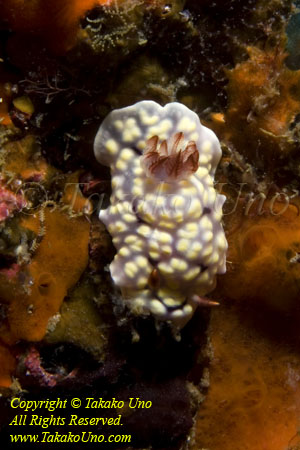 Nudi 62tc 3883 copy