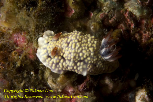 Nudi 63tc 3885 copy