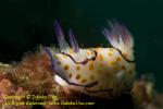 Nudi 64tc Ringed Chromodoris 3951 copy