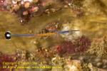 Pipefish 04tc 4672 copy