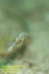 Pipefish 01t Stick 3354 copy