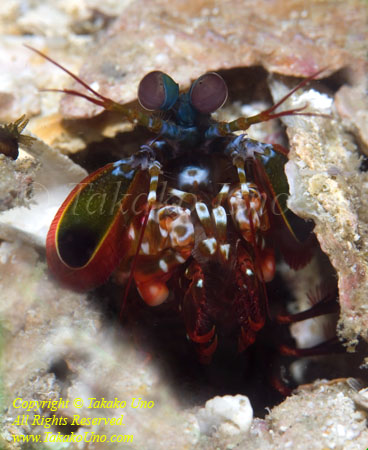 Shrimp 02tc Peacock Mantis 3170 copy