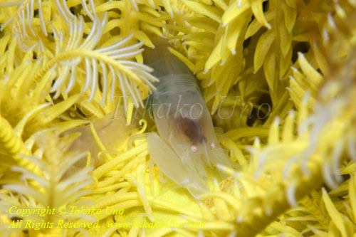 Shrimp 22tc Snapping Crinoid Commensal 4961 copy