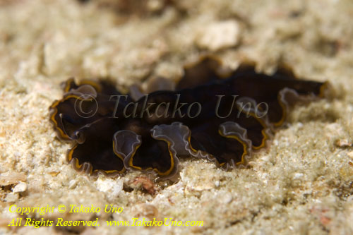 Worm 03tc Flatworm 4343 copy