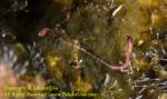 Sea Cucumber 03tc 3238 or Worm