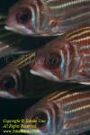 Squirrelfish 01t 3215 copy