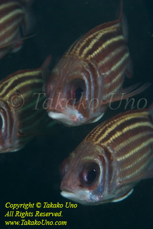 Squirrelfish 02t 3214 copy