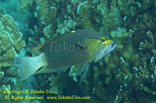 Wrasse 05tc Sling jaw 4892 copy