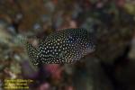 Boxfish 01tc 3026 copy