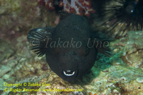 Pufferfish 02tc 4430 copy